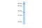 Popeye Domain Containing 3 antibody, 26-442, ProSci, Western Blot image 