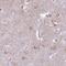 Family With Sequence Similarity 43 Member B antibody, HPA050813, Atlas Antibodies, Immunohistochemistry frozen image 