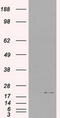 Interleukin 3 antibody, LS-C784130, Lifespan Biosciences, Western Blot image 