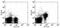 CD28 antibody, 12-0281-82, Invitrogen Antibodies, Flow Cytometry image 