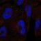 Clathrin Heavy Chain Like 1 antibody, PA5-67395, Invitrogen Antibodies, Immunofluorescence image 
