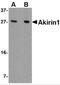 Akirin 1 antibody, 4799, ProSci, Western Blot image 