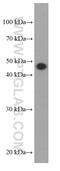 Tubulin Gamma 1 antibody, 66320-1-Ig, Proteintech Group, Western Blot image 