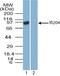 Interferon-activable protein 204 antibody, PA5-23494, Invitrogen Antibodies, Western Blot image 