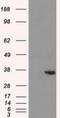 Alcohol dehydrogenase [NADP+] antibody, NBP2-02164, Novus Biologicals, Western Blot image 