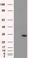 Aldo-Keto Reductase Family 1 Member A1 antibody, NBP2-02164, Novus Biologicals, Western Blot image 