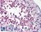 Leucine Rich Repeat Containing 1 antibody, LS-B582, Lifespan Biosciences, Immunohistochemistry paraffin image 