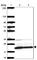 NADH:Ubiquinone Oxidoreductase Complex Assembly Factor 2 antibody, HPA054776, Atlas Antibodies, Western Blot image 