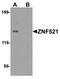 Zinc Finger Protein 521 antibody, TA319089, Origene, Western Blot image 