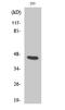 Proteasome 26S Subunit, Non-ATPase 11 antibody, A08940-1, Boster Biological Technology, Western Blot image 