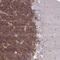 GPRIN Family Member 3 antibody, PA5-63465, Invitrogen Antibodies, Immunohistochemistry frozen image 
