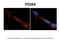 Protein Disulfide Isomerase Family A Member 6 antibody, ARP52102_P050, Aviva Systems Biology, Immunohistochemistry frozen image 