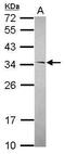 Ribonuclease H1 antibody, PA5-30974, Invitrogen Antibodies, Western Blot image 