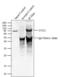 Cullin 2 antibody, 51-1800, Invitrogen Antibodies, Immunoprecipitation image 