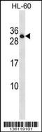 Protein tyrosine phosphatase receptor type C-associated protein antibody, 58-612, ProSci, Western Blot image 