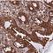 Transmembrane 131 Like antibody, NBP2-30898, Novus Biologicals, Immunohistochemistry frozen image 