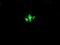 Ciliogenesis Associated TTC17 Interacting Protein antibody, M14789-1, Boster Biological Technology, Immunofluorescence image 