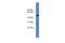 Galactose-3-O-Sulfotransferase 3 antibody, PA5-43507, Invitrogen Antibodies, Western Blot image 