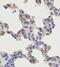 p65 antibody, FNab09875, FineTest, Immunohistochemistry frozen image 