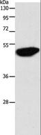 Enolase 2 antibody, LS-B16391, Lifespan Biosciences, Western Blot image 