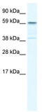 E3 ubiquitin-protein ligase TRIM41 antibody, TA335417, Origene, Western Blot image 