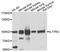 Interleukin 17 Receptor A antibody, A10052, ABclonal Technology, Western Blot image 