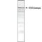 Huntington disease protein antibody, GTX31045, GeneTex, Western Blot image 