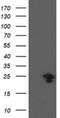 VHL Binding Protein 1 antibody, NBP2-46329, Novus Biologicals, Western Blot image 