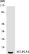 Mitochondrial Ribosomal Protein L54 antibody, LS-B12495, Lifespan Biosciences, Western Blot image 