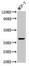 Atonal BHLH Transcription Factor 1 antibody, LS-C371816, Lifespan Biosciences, Western Blot image 