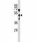 Sphingosine-1-Phosphate Receptor 5 antibody, F43818-0.4ML, NSJ Bioreagents, Western Blot image 