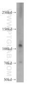 Prominin-1 antibody, 18495-1-AP, Proteintech Group, Western Blot image 