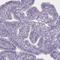 Solute Carrier Family 35 Member E4 antibody, NBP2-13330, Novus Biologicals, Immunohistochemistry frozen image 