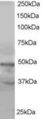 Actin Like 6A antibody, MBS420286, MyBioSource, Western Blot image 