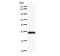 Ess-2 Splicing Factor Homolog antibody, LS-C342436, Lifespan Biosciences, Western Blot image 