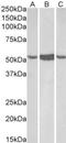 Aldehyde Dehydrogenase 1 Family Member A1 antibody, NB100-787, Novus Biologicals, Western Blot image 