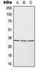 ELAV Like RNA Binding Protein 1 antibody, LS-C352149, Lifespan Biosciences, Western Blot image 