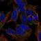 Transmembrane Protein 169 antibody, NBP2-68790, Novus Biologicals, Immunocytochemistry image 