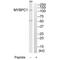 Myosin Binding Protein C, Slow Type antibody, PA5-50066, Invitrogen Antibodies, Western Blot image 