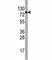 Eukaryotic Translation Initiation Factor 4B antibody, F40109-0.4ML, NSJ Bioreagents, Western Blot image 