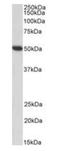 Fibrinogen Gamma Chain antibody, orb247027, Biorbyt, Western Blot image 