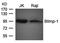 PR/SET Domain 1 antibody, orb69616, Biorbyt, Western Blot image 
