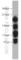 Kinesin Family Member 17 antibody, 14615-1-AP, Proteintech Group, Western Blot image 