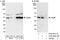 Autophagy Related 4B Cysteine Peptidase antibody, A302-898A, Bethyl Labs, Western Blot image 