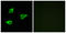 Cholinergic Receptor Muscarinic 4 antibody, LS-B9268, Lifespan Biosciences, Immunofluorescence image 