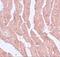 Leucine Zipper Like Transcription Regulator 1 antibody, A06363, Boster Biological Technology, Immunohistochemistry frozen image 