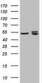 Potassium Channel Tetramerization Domain Containing 9 antibody, TA807684S, Origene, Western Blot image 