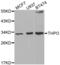 Thrombopoietin antibody, abx001508, Abbexa, Western Blot image 