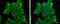 Dishevelled Segment Polarity Protein 2 antibody, GTX111156, GeneTex, Immunocytochemistry image 