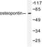 Secreted Phosphoprotein 1 antibody, LS-C176152, Lifespan Biosciences, Western Blot image 